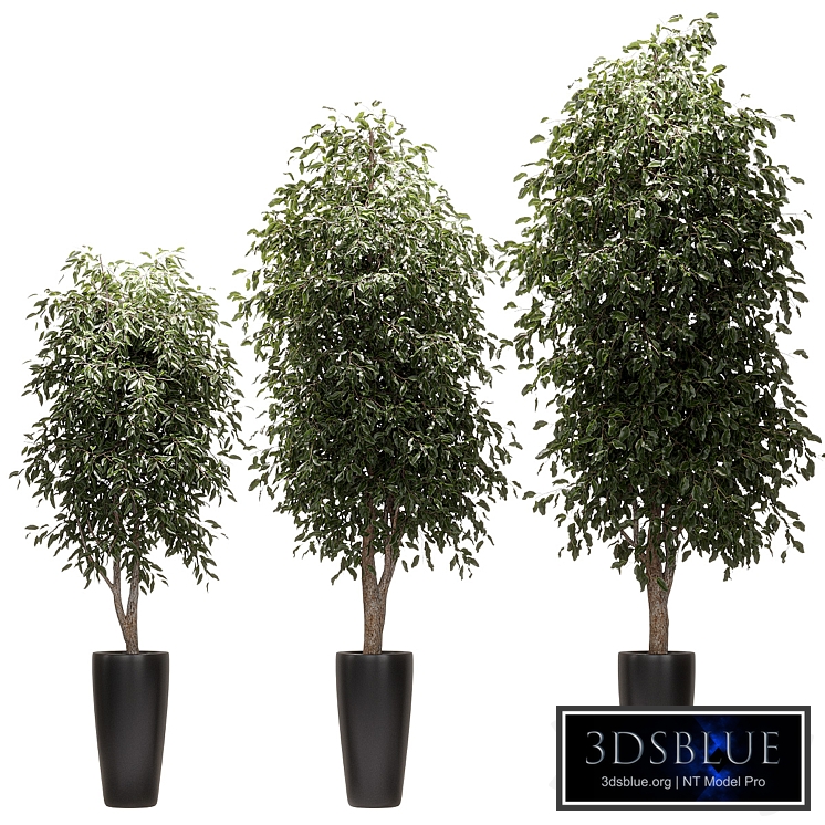 Ficus Benjamin Nitida v3. 3 models