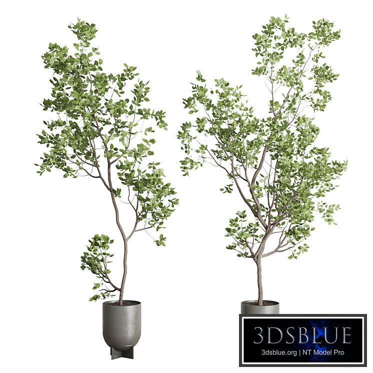 indoor plant set 397 pot tree in a concrete dirt vase