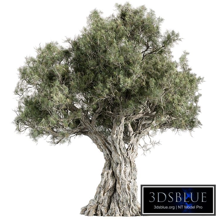 Mountain Olive Tree - Set 197