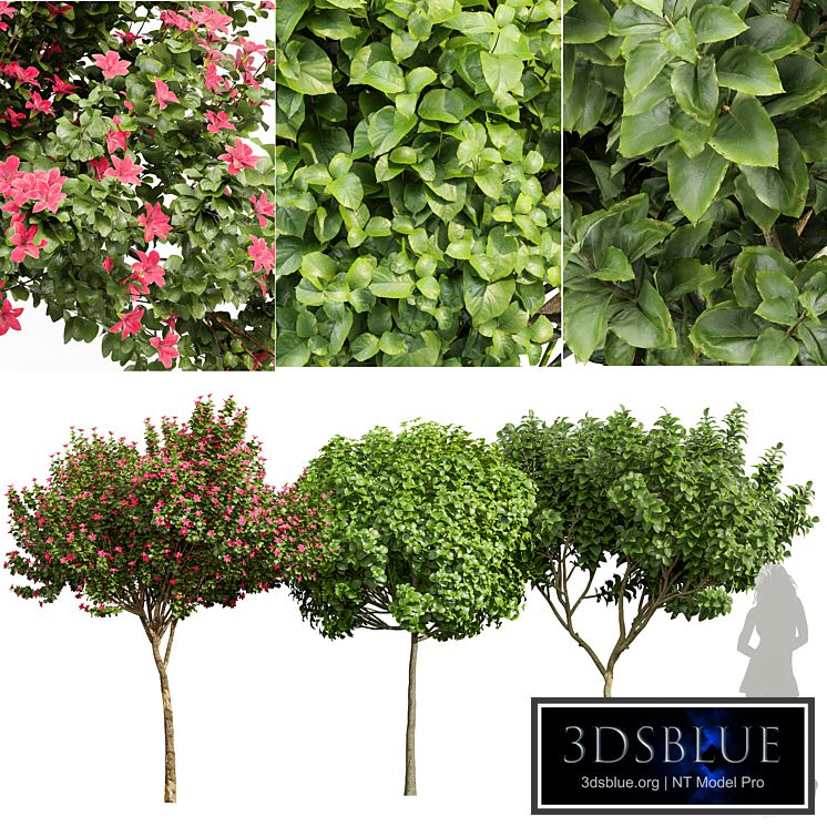 Michelia Champaca and Catalpa Bignonioides and Orchid Fragrant Flower