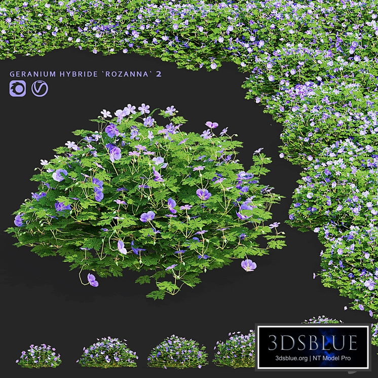 Geranium hybrid bushes | Geranium hybrid Rozanne 2