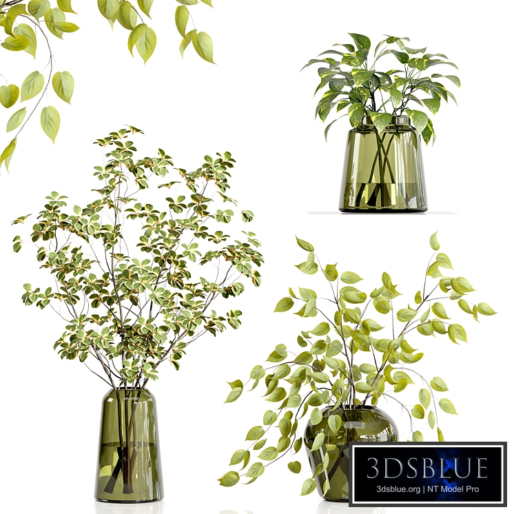 Decorative Plants 18