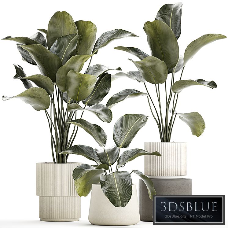 Plant collection 1317