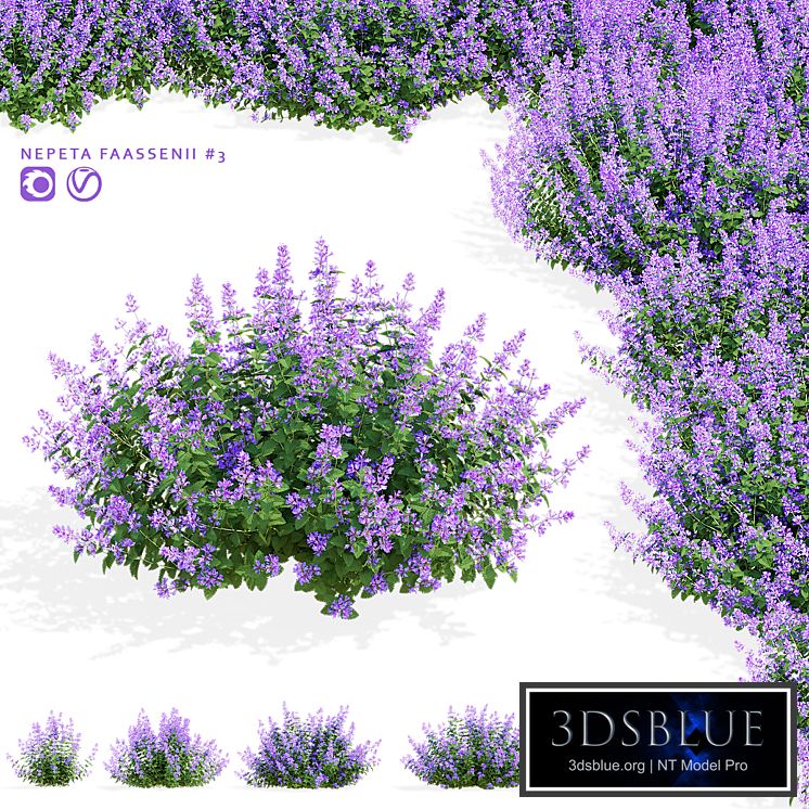 Catnip Fassen flowers | Nepeta fassenii #3