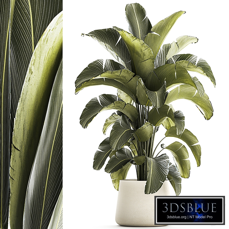Exotic bush plants in a flower pot Ravenala, Strelitzia, Banana palm. Plant Collection 1319