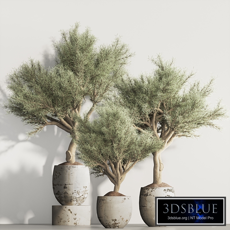 olive Tree and Indoor Plant Set 95
