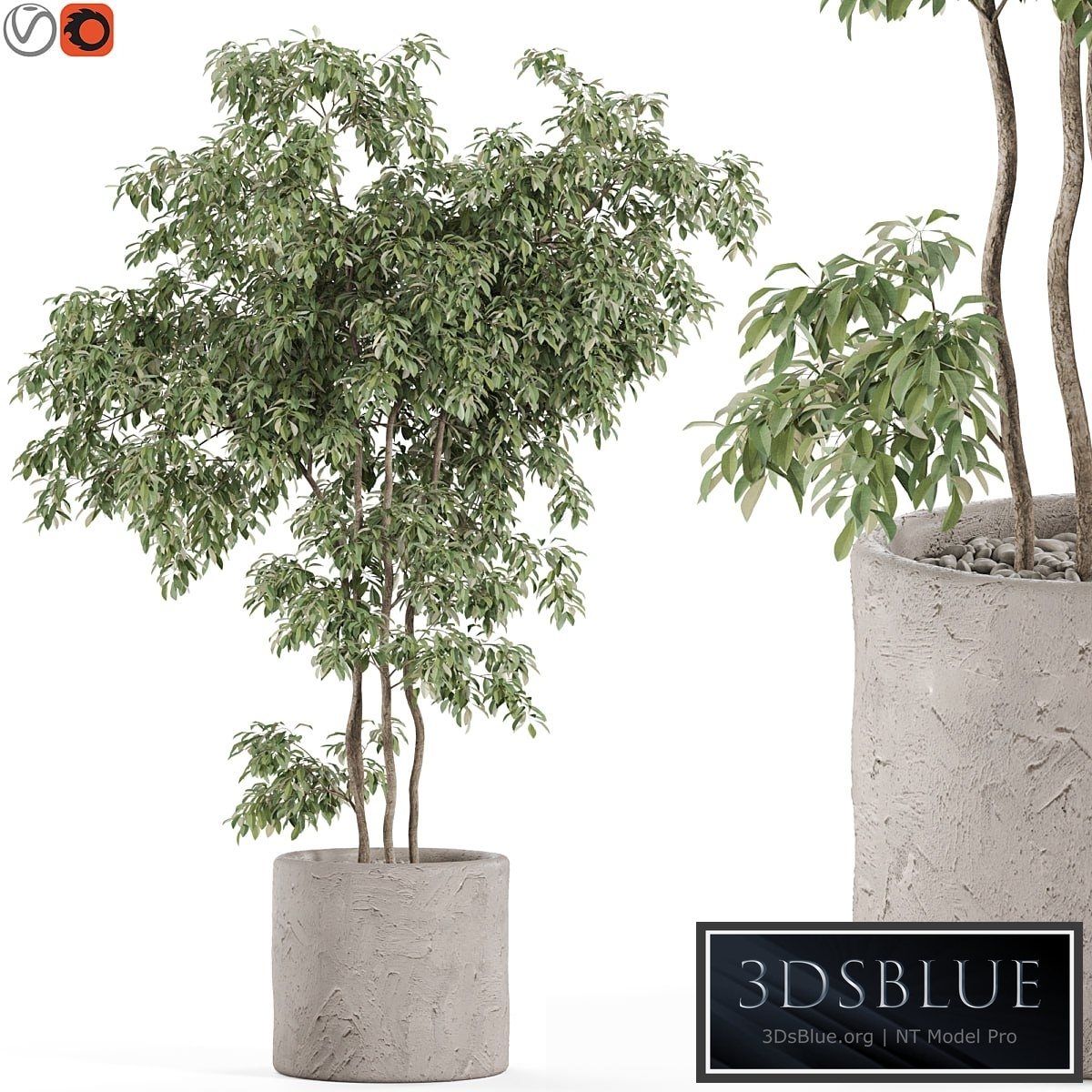 Plants collection 964