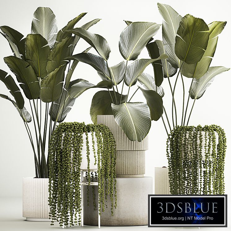 Hanging plants Succulents Rowley and Calathea lutea, Strelitzia in pots. Set of plants 1322