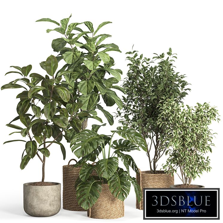 indoor plant set 55- rattan and concrete