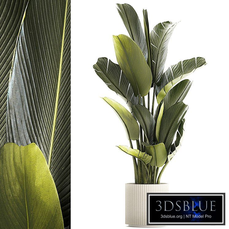 Exotic bush plants in a flower pot Ravenala, Strelitzia, Banana palm. Plant collection 1328