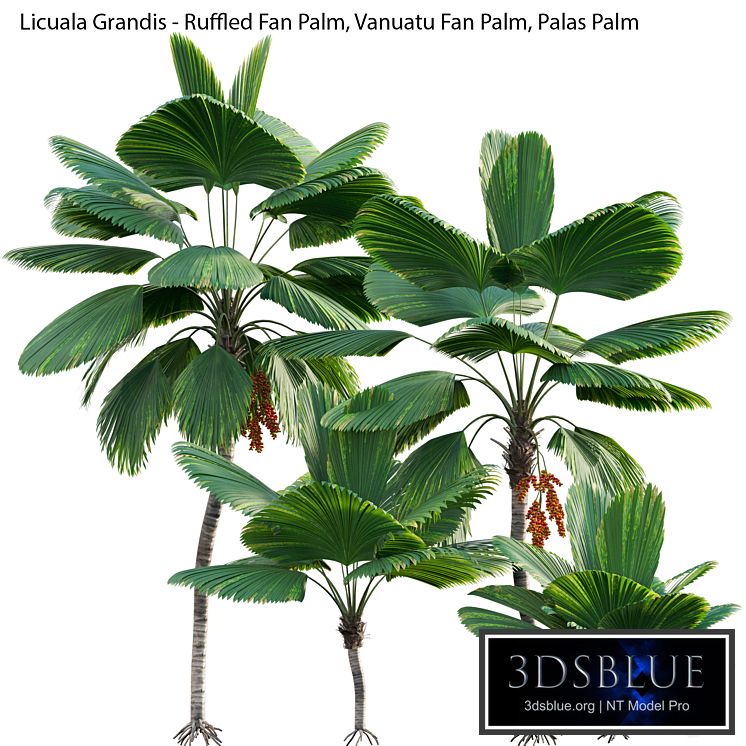 Licuala Grandis - Ruffled Fan Palm