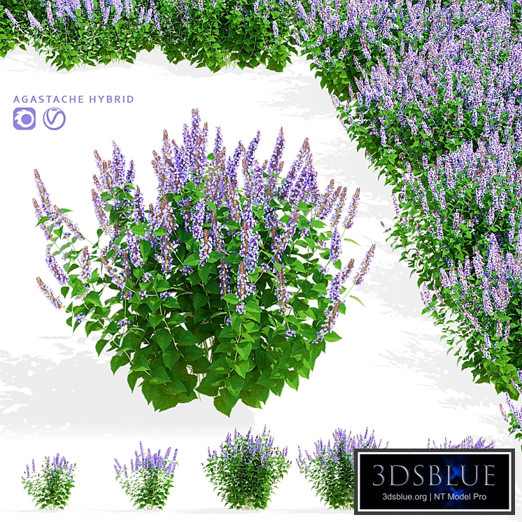 Polygon hybrid flowers | Agastache hybrid