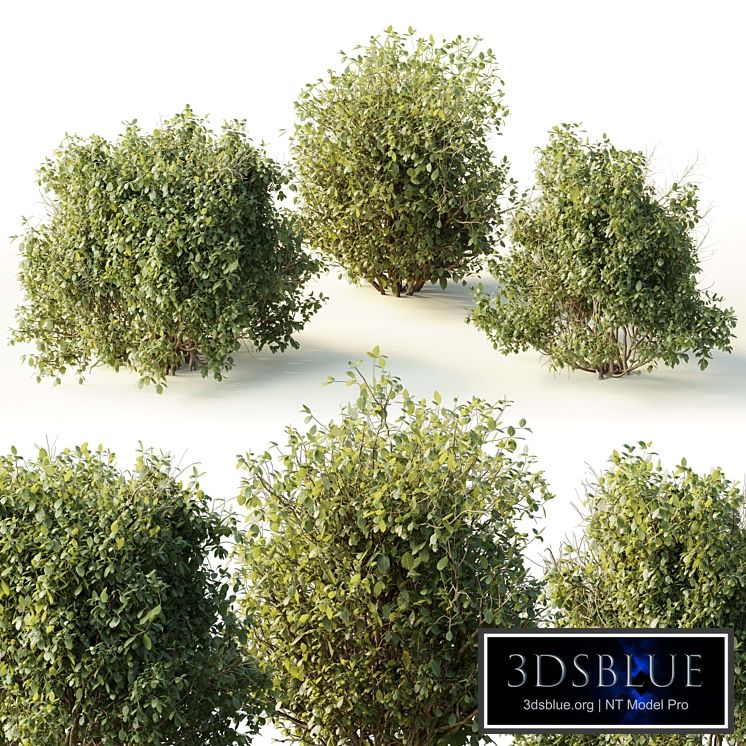 Collection mixed plants bush_shrubs set 04