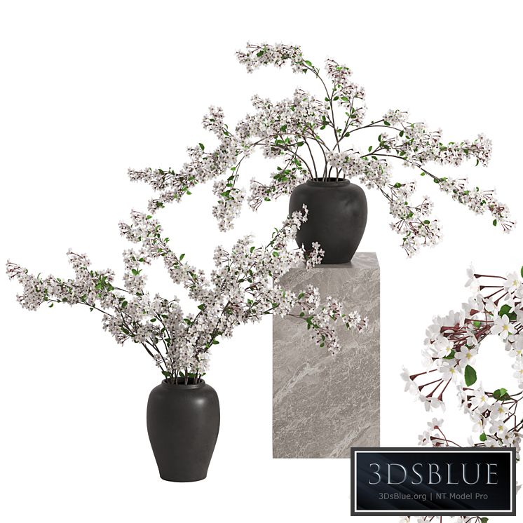 Vases with Branches White Cherry