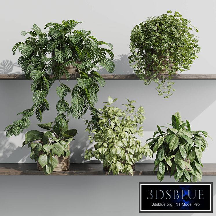 wall plant - set Indoor plant 408 plants on shelf in handmade wooden basket