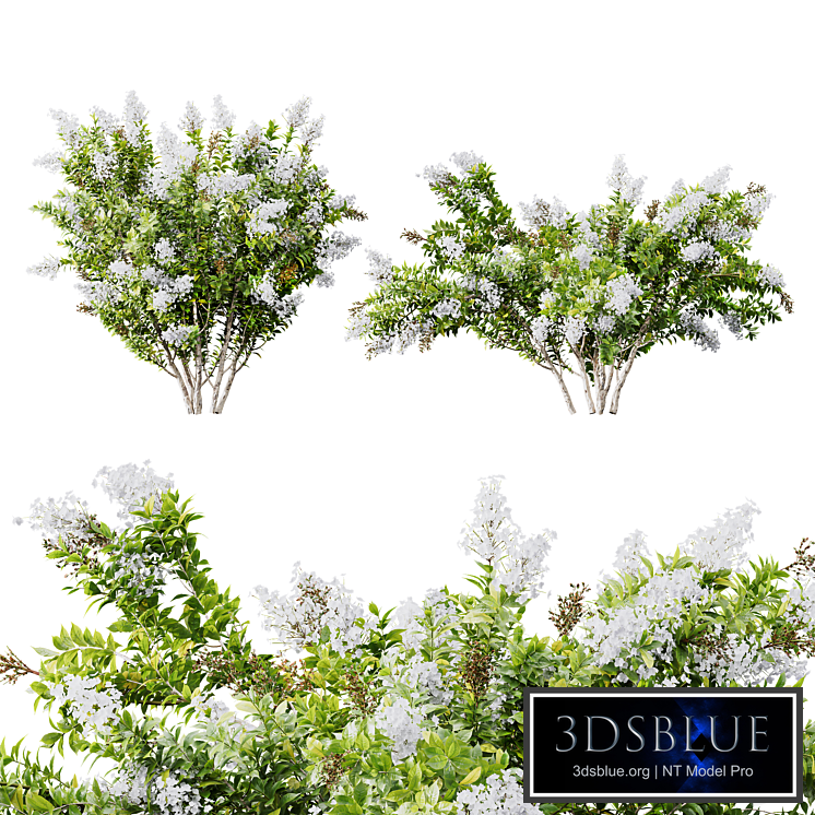 HQ Plants Myrtle White Flower little