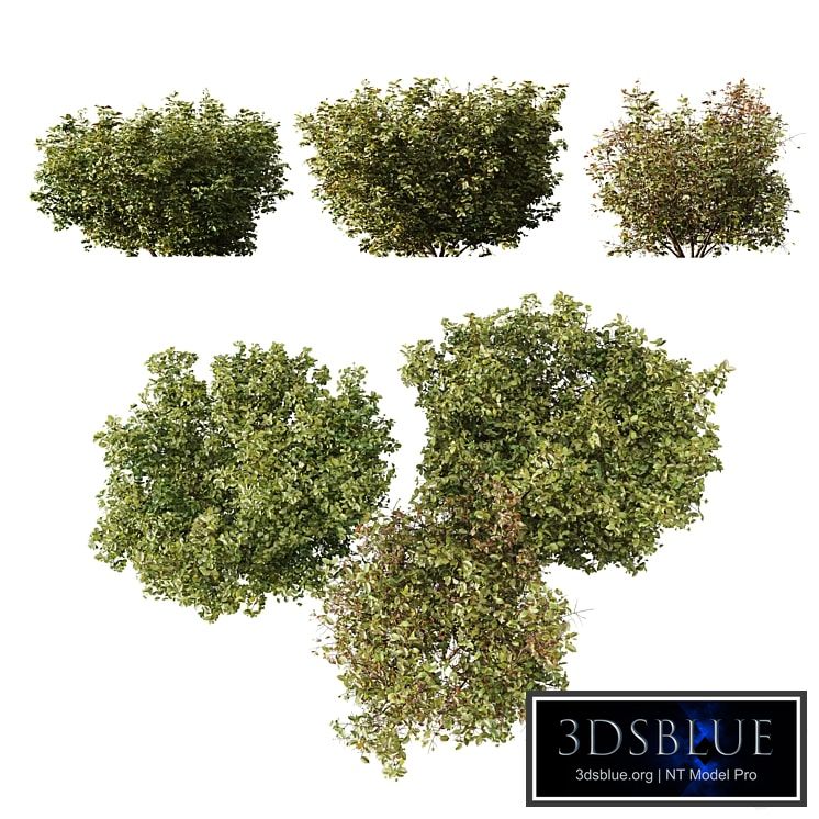 HQ Plants Cornus sanguinea