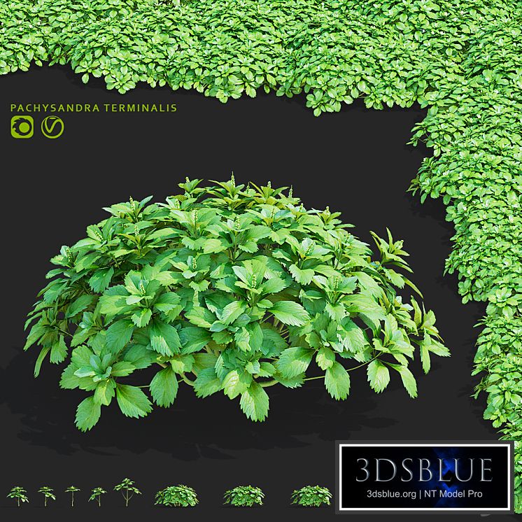 Pachysandra apical bushes | Pachysandra terminalis