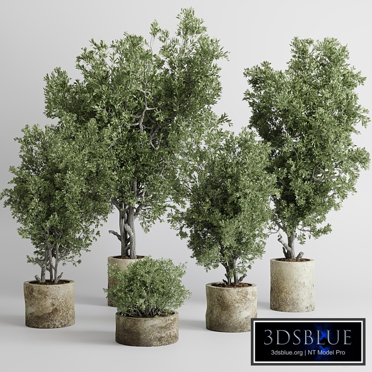 outdoor plant set 166 pot old olive tree concrete old vase