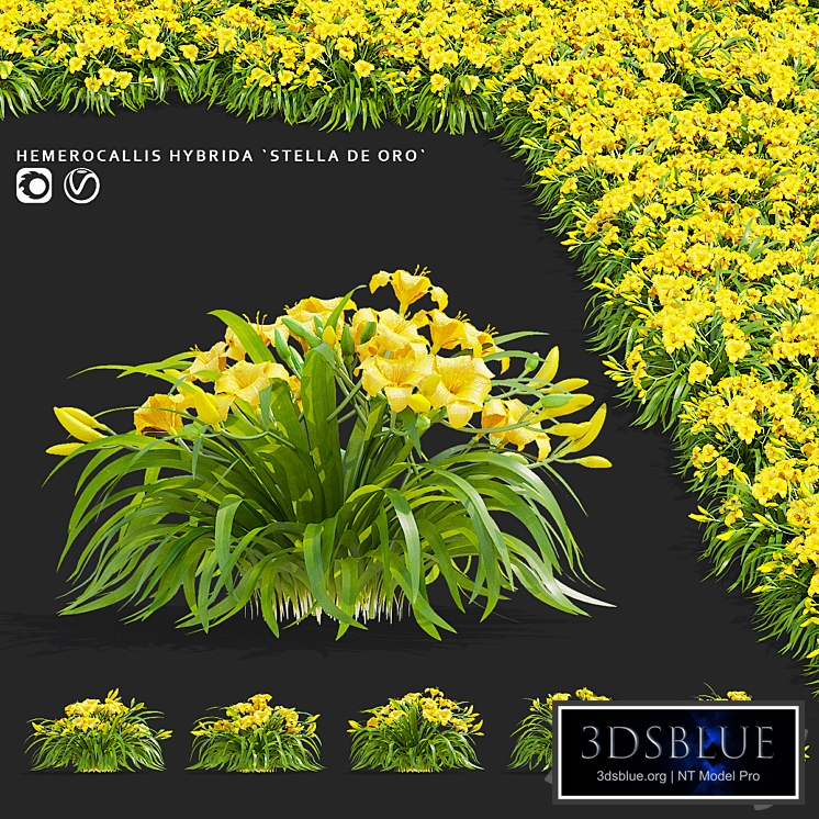 Daylily hybrid bushes | Hemerocallis hybrida Stella De Oro