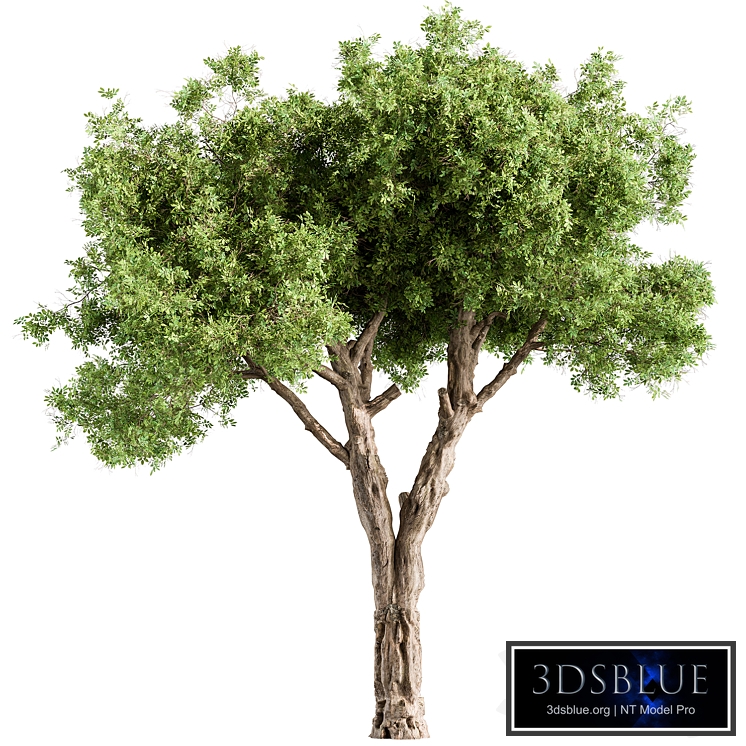 Populus Tree - Tree Set 214