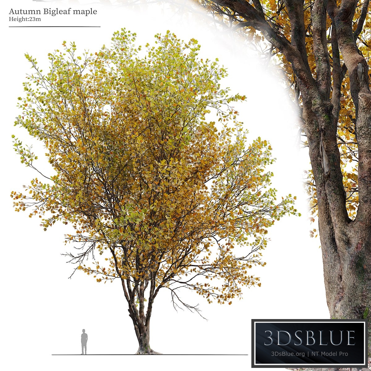 Autumn Acer macrophyllum 02