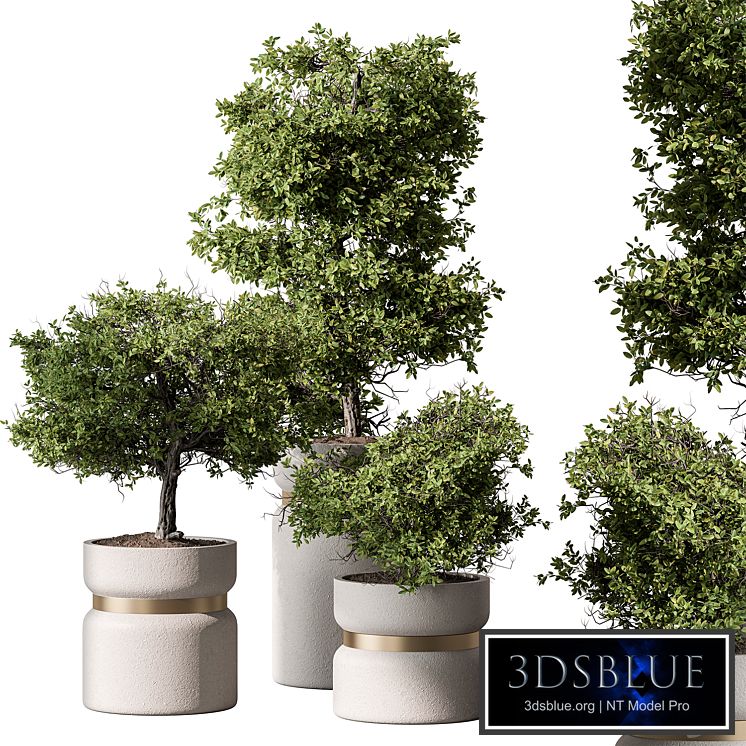 Indoor Plant 566 -Tree in Pot