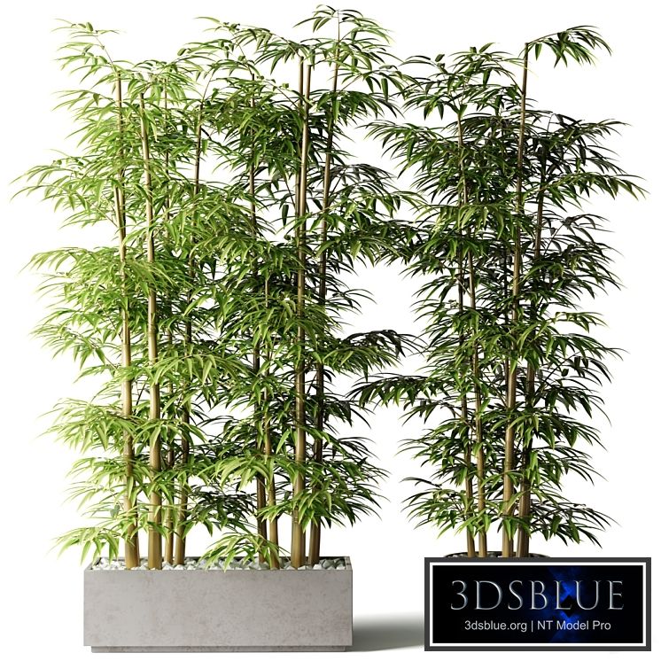 Bamboo in rectangular and round pots