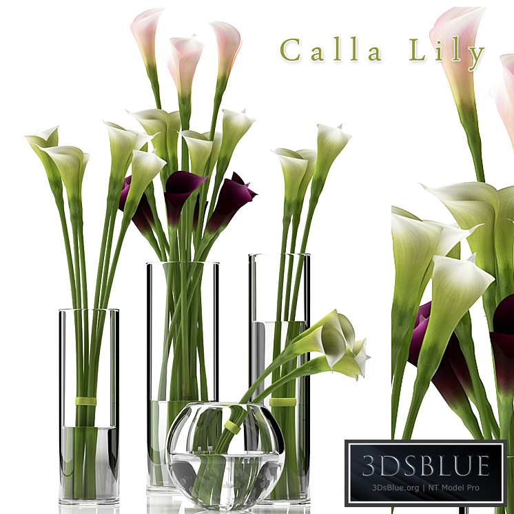 CALLA LILY 2