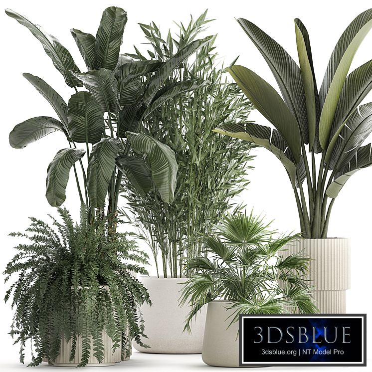 Collection of plants in white flower pots with Banana palm, ravenala, fern, bamboo. set 1352