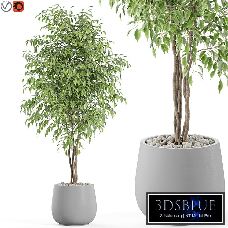 Plants collection 975