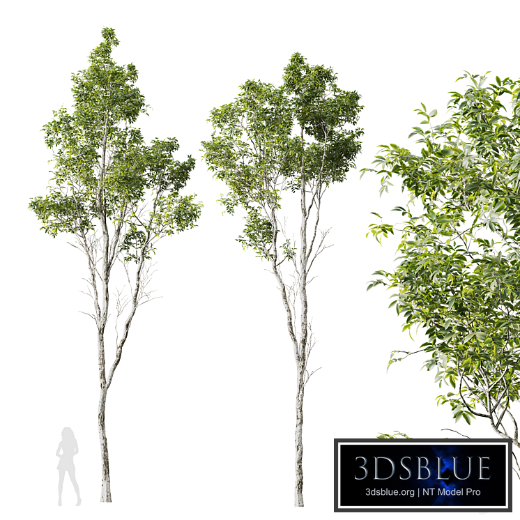 HQ Plants Castanea Sativa