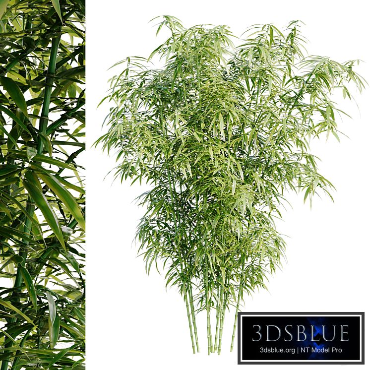 Bamboo Bush