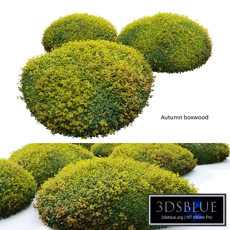 Autumn boxwood