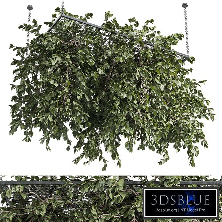 Hanging plants - outdoor plant set 171