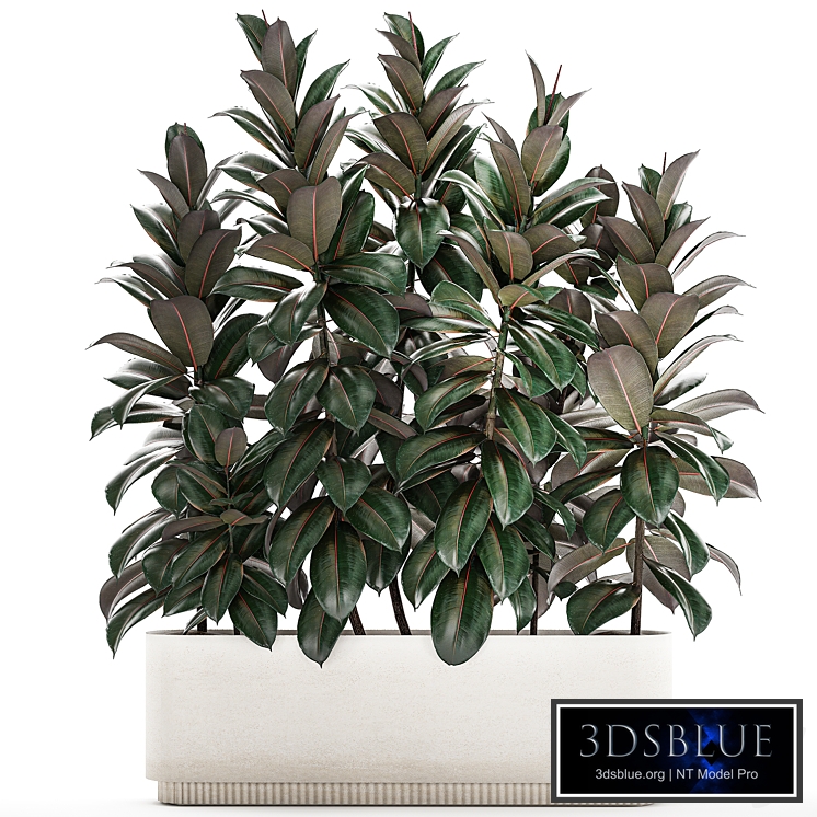 Beautiful bushes with Ficus Robusta, Abidjan in a white flower pot. Plant collection 1355