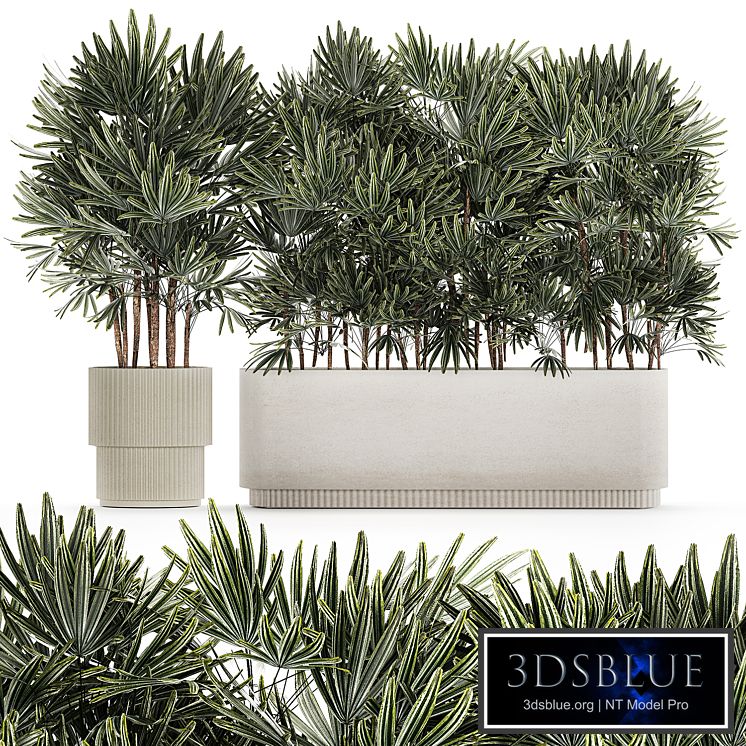 Plant collection 1356