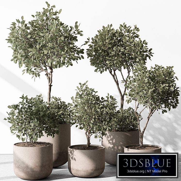 Indoor Plant 572 - European Olive