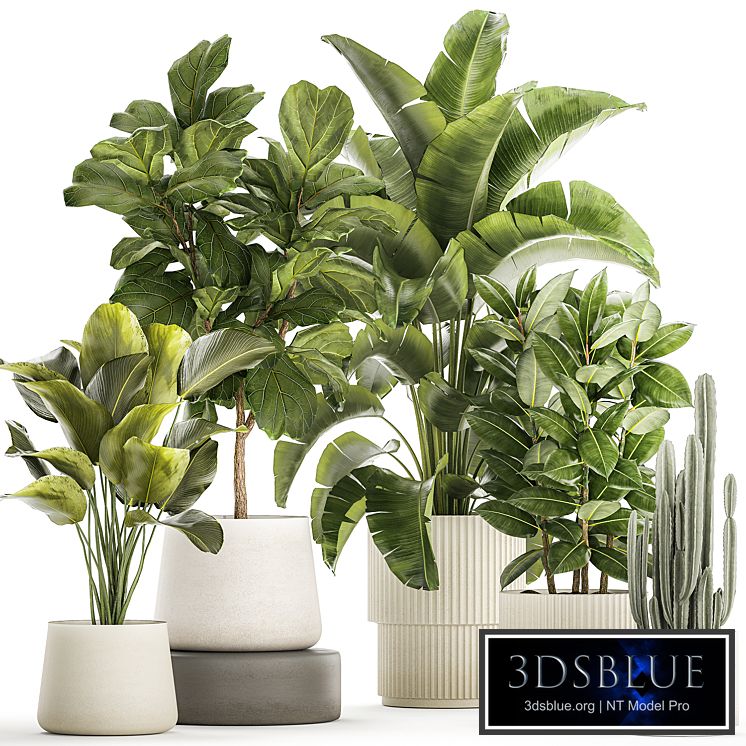 Plant collection 1359