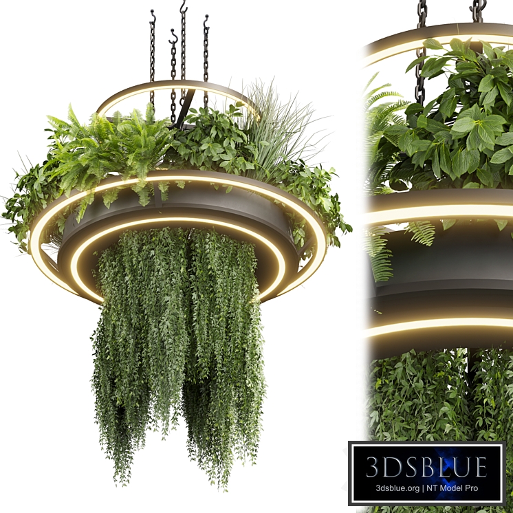 Collection plant vol 508 - chandelier - ampelous - hanging - fern