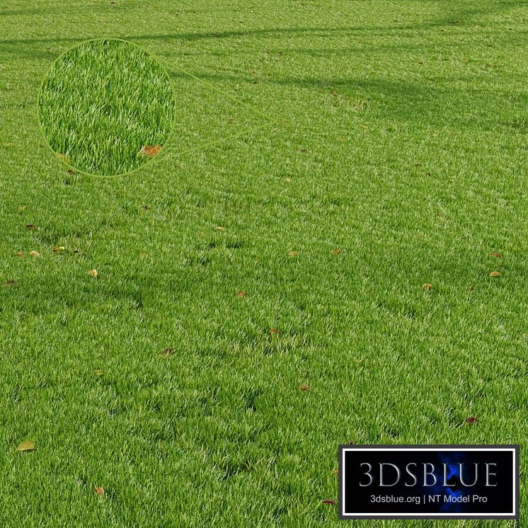 HQ Grass Park Summer