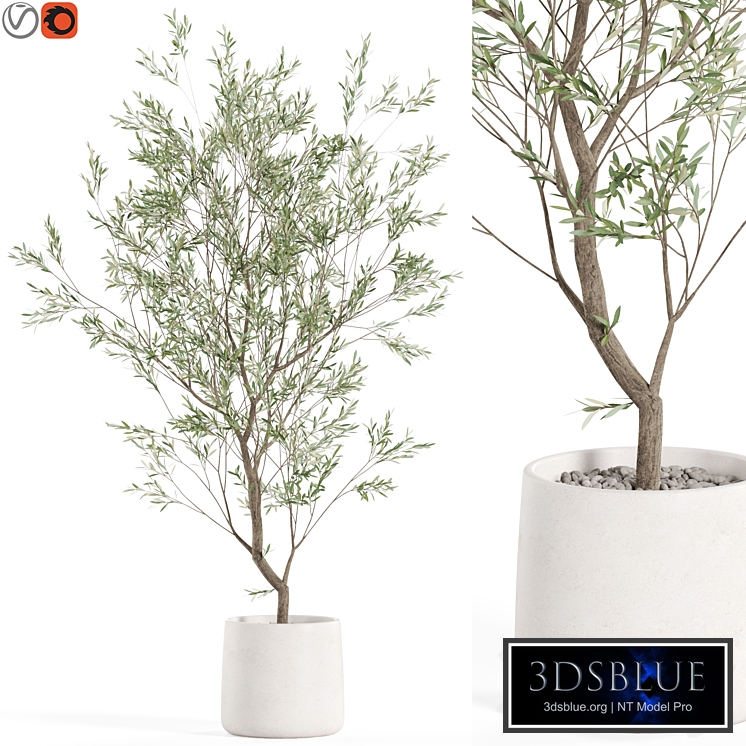 Plants collection 985