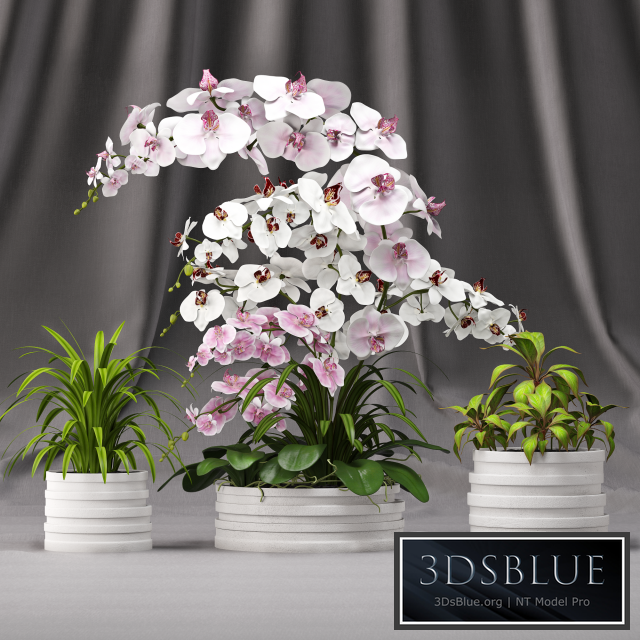 Orchid arrangement 7