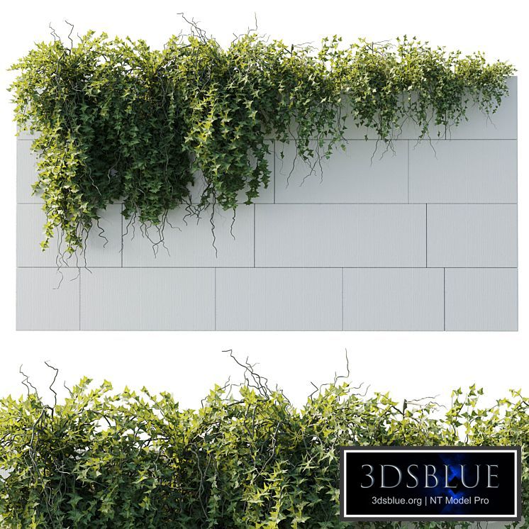 ivy hanging from the wall - outdoor plants set 173