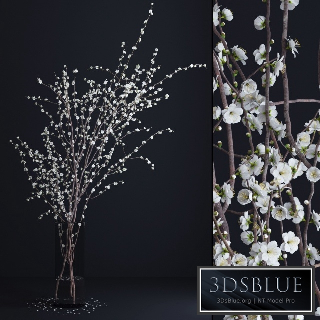 Prunus White Blossom