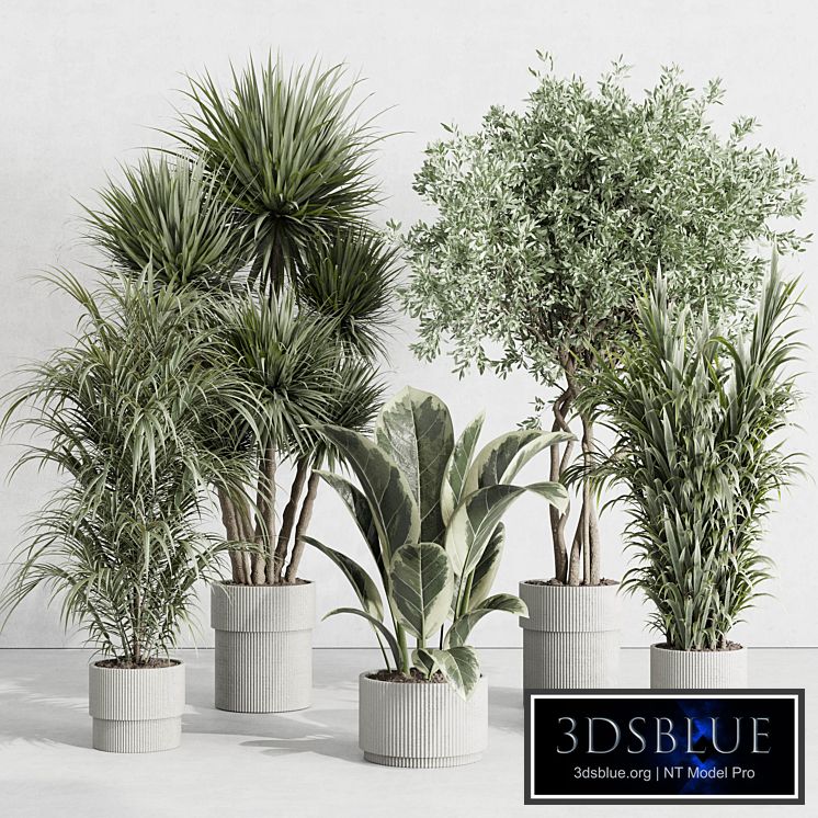 indoor plant set 414 plant ficus elastica tree palm bush concrete vase