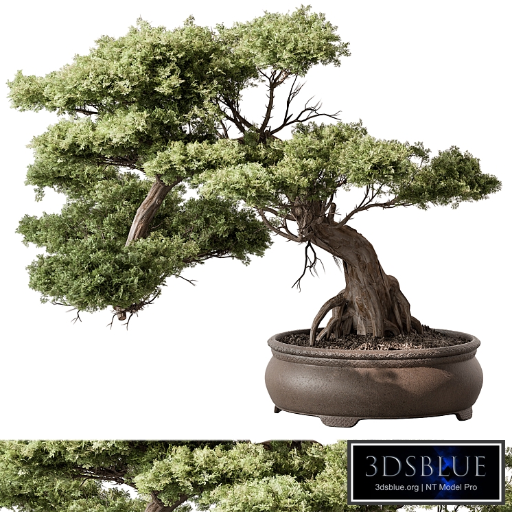 indoor Plant 584 - Bonsai Plant