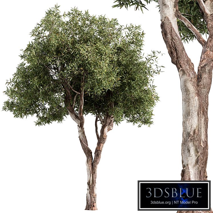 RedGum Tree - Tree Set 216