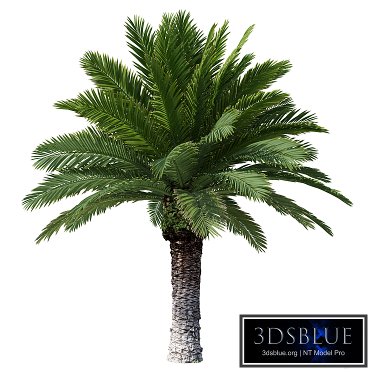Canarian date Phoenix Canariensis V4 February+December