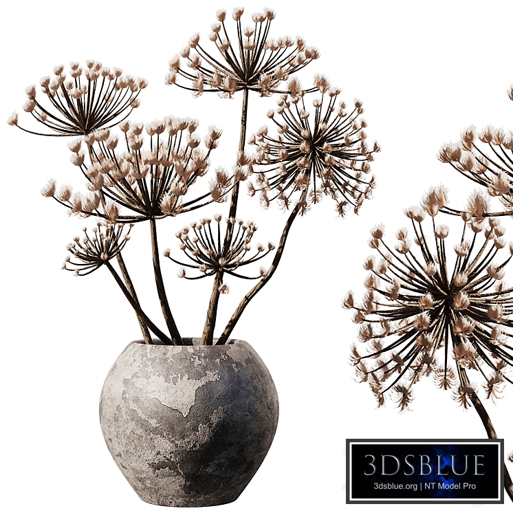 Dry Pampas in old pot